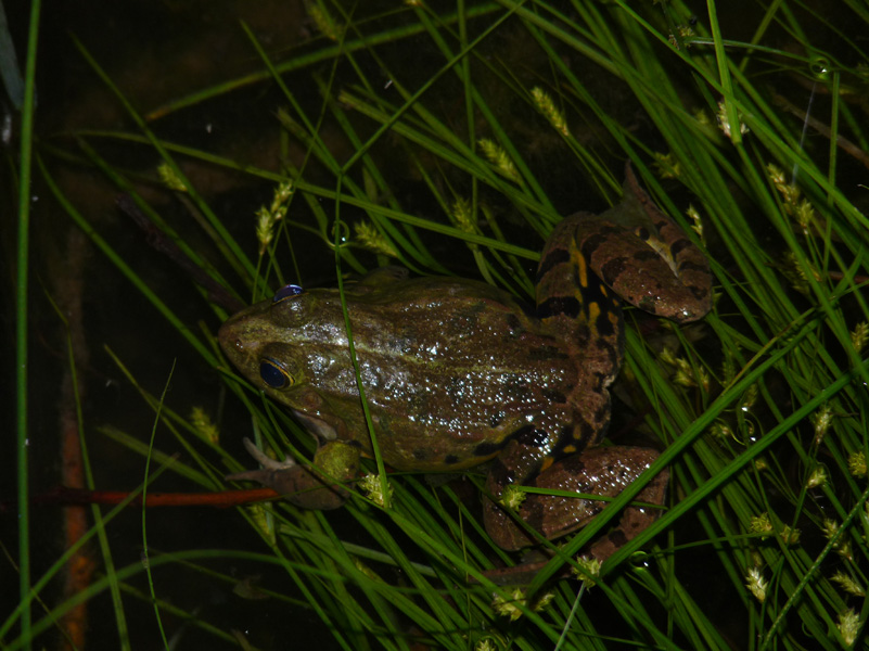 rana gracidante - Pelophylax kl. esculentus